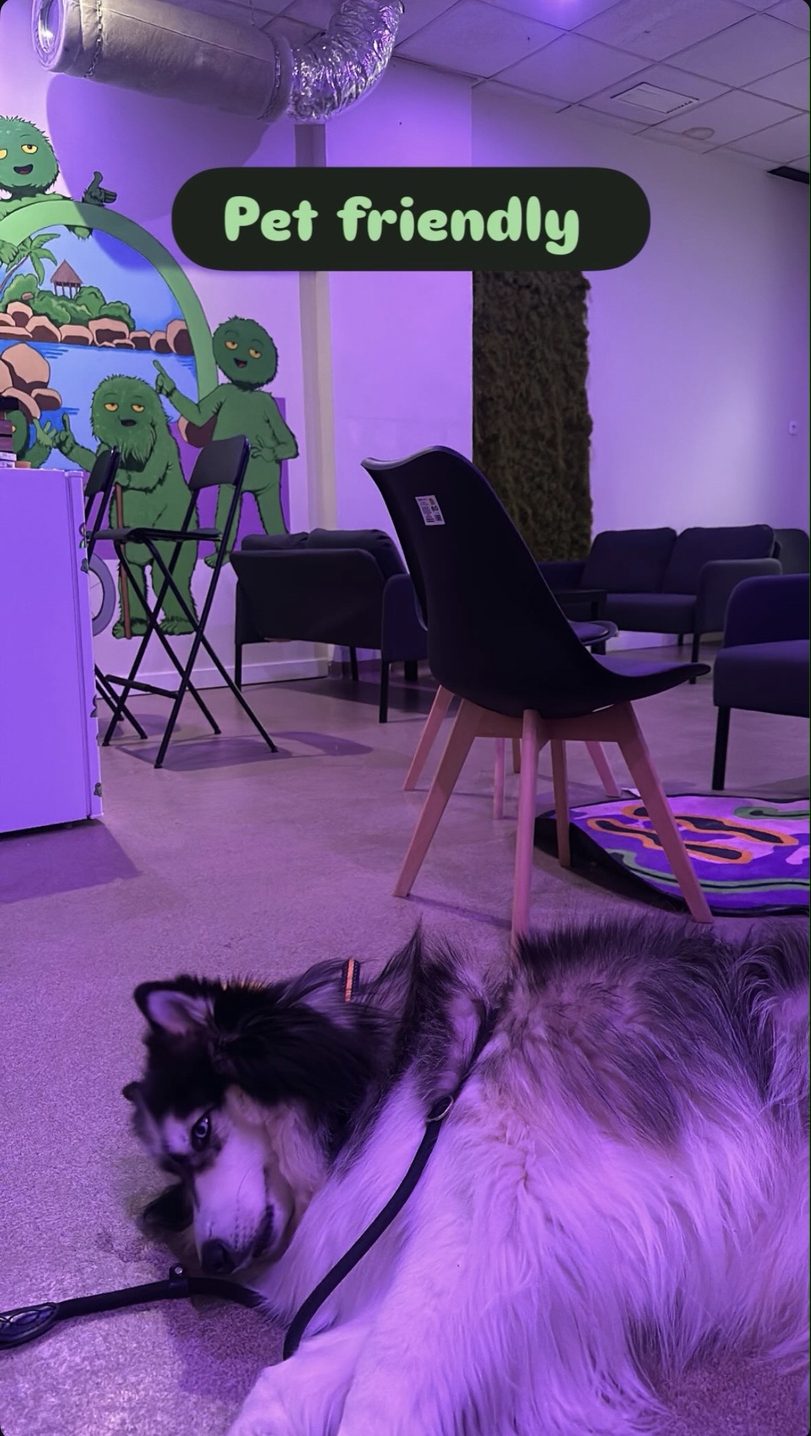 En Green Dome Sevilla aceptamos a nuestros amigos peludos.